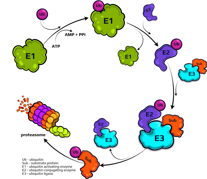 Graphic of the ubiquitin-proteasome system pathway
