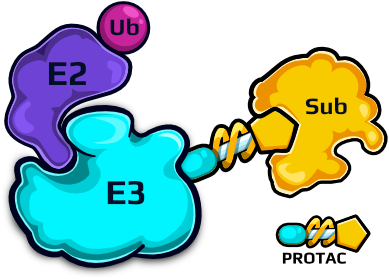 Graphic of E2-E3 enzymes' complex where E2 is carrying ubiquitin and E3 is bound to substrate via a PROTAC compound